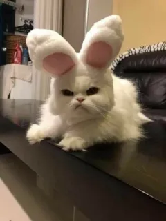 ✨ Katze, Hase, Tier, Haustier, weiß, Ostern, süß, Ohren telegram sticker