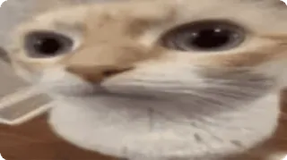 😐 kucing, binatang, imut, hewan peliharaan, kucing, meme, lucu, mata telegram sticker