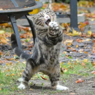 🙏 gatto, animale, divertente, gattino, animale domestico, gatto domestico telegram sticker