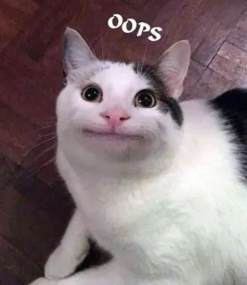 😐 OOPS cat, oops, funny, meme, animal, pet telegram sticker