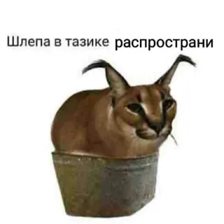😱 Floppa Шлепа в тазике распространи floppa, caracal, cat, animal, bucket telegram sticker