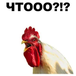 ✌️ ЧТООО?!? Huhn, Frage, Russisch, Tier, Hahn telegram sticker
