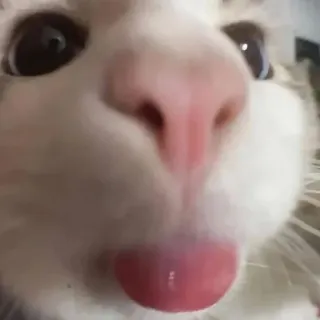 🤩 chat, animal, animal de compagnie, drôle, mème, mignon, langue whatsapp sticker