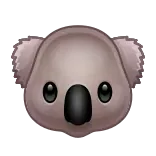 🐨