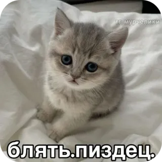 🐱 блядь.пиздец. chat, chaton, animal, mignon, gros mots russes telegram sticker
