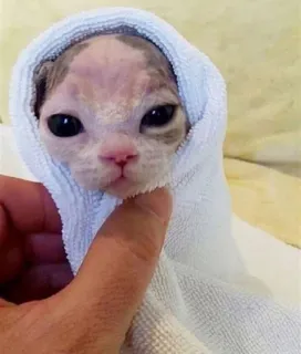 🛀 chat, chaton, serviette, animal de compagnie, animal telegram sticker