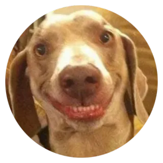😬 Hund, Tier, glücklich, Lächeln, Haustier telegram sticker