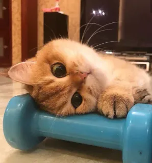 😍 kucing, anak kucing, dumbbell, olahraga, lucu, hewan, hewan peliharaan telegram sticker