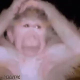 😶 @STJCKERS scimmia, meme, internet, shock, panico, divertente whatsapp sticker