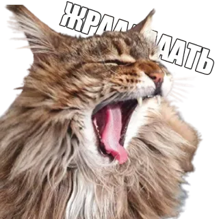 😾 ЖРАААААТЬ кот, зевает, мем, смешной, русский, животное telegram sticker