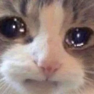 🌟 chat, triste, pleure, mème, animal telegram sticker