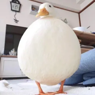 🦆 duck, bird, cute, animal, white, round whatsapp sticker