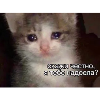 😖 скажи честно, я тебе надоела? smutny kot, kotek, emocjonalny, rosyjski, tekst, mem telegram sticker