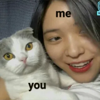 🥣 me
you Selfie, Kot, Zwierzę, słodkie, Meme, Przyjaźń, Zwierzęta telegram sticker