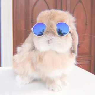 🐇 coelho, coelhinho, óculos de sol, animal, animal de estimação, fofo telegram sticker