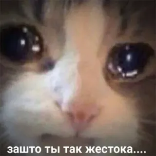 🌟 Crying Cat зашто ты так жестока.... crying cat, sad cat, meme, crying, sad, upset telegram sticker
