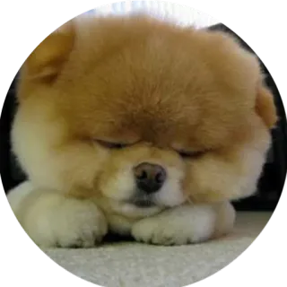 🐶 dog, cute, animal, puppy, sleepy telegram sticker