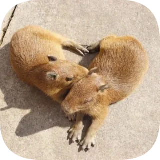 ❤ telegram sticker