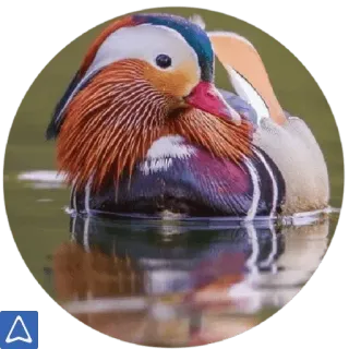 @wisdom_droplets A Animals — @stckrRobot telegram stickers