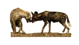 ❤️ Hiena, Pies Dingo Afrykański, Dzikie zwierzęta, Zwierzęta, Drapieżniki telegram sticker