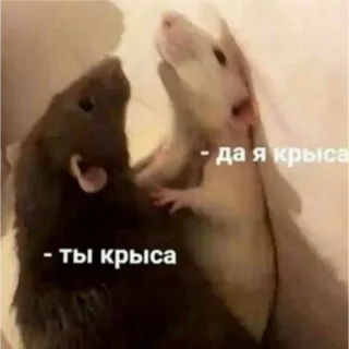 🙂 - да я крыса
- ты крыса крыса, животное, мем whatsapp sticker