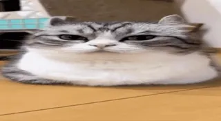 🙃 cat, animal, pet, feline, domestic cat, scottish fold, cute telegram sticker