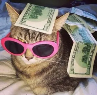 😸 kat, geld, bril, huisdier, contant, dollars, zonnebril telegram sticker