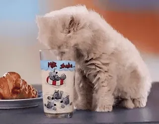 😺 Milk Shake ลูกแมว, แมว, นม, มิลค์เชค, เครื่องดื่ม, น่ารัก, สัตว์ whatsapp sticker