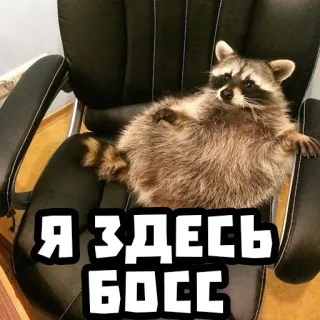 ☝️ Я ЗДЕСЬ БОСС mapache, jefe, animal, silla, gracioso, meme whatsapp sticker