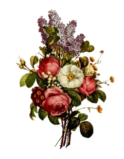 🌿 fiori, bouquet, rose, lillà, composizione floreale, vintage, illustrazione botanica whatsapp sticker