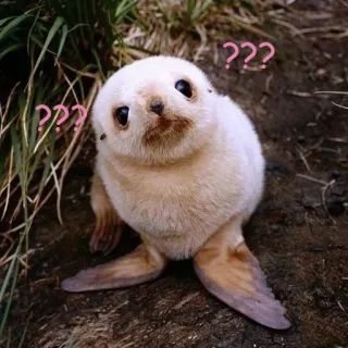 ❔ ??? 물개, 아기 동물, 물음표, 귀여운, 혼란스러운 telegram sticker