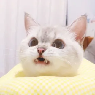 🐈 猫, 動物, 可愛い, ペット, ネコ科, 面白い, ミーム, びっくり whatsapp sticker