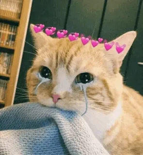 🐈 kat, verdrietig, huilen, harten, schattig telegram sticker