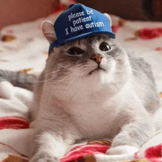 🐱 please be patient I have autism gato, chapéu, autismo, animal, animal de estimação telegram sticker