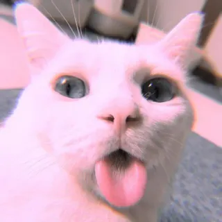 🐾 Katze, Tier, Haustier, weiße Katze, Zunge, lustig, süß, Haustier whatsapp sticker