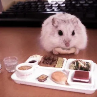 🤏 hamster, food, meal, animal, rodent, cute telegram sticker