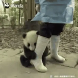 🐼 Panda, Bayi panda, Binatang, Lucu, Mamalia, Satwa liar, Kebun binatang whatsapp sticker