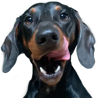 🤤 dog, licking, pet, animal, happy whatsapp sticker