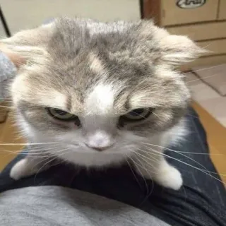 😡 kucing, marah, hewan peliharaan, binatang, felin telegram sticker
