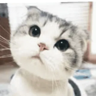 😊 gato, gatito, lindo, mascota, animal, Scottish Fold whatsapp sticker