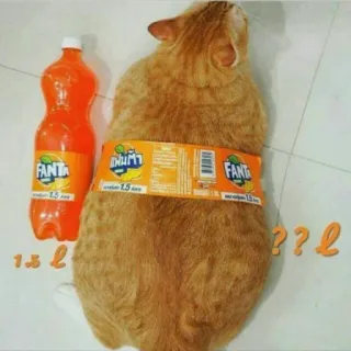 🤰 1.5 l ??l кот, фанта, апельсиновая газировка, питомец, смешной, газировка, бутылка telegram sticker