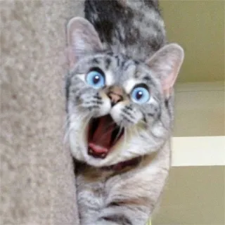 😲 gato, chocado, surpreso, animal, animal de estimação, olhos azuis, engraçado, meme whatsapp sticker