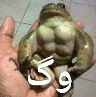 🐸 وگ grenouille, musclé, mème, drôle, animal whatsapp sticker
