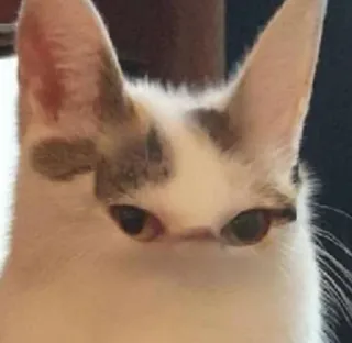 😐 kucing, binatang, hewan peliharaan, lucu, mata, meme telegram sticker