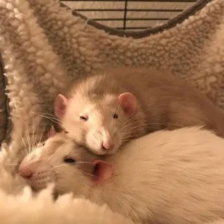 🐀 szczury, zwierzęta domowe, zwierzęta, słodkie, gryzonie, śpiący telegram sticker