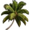 🥥