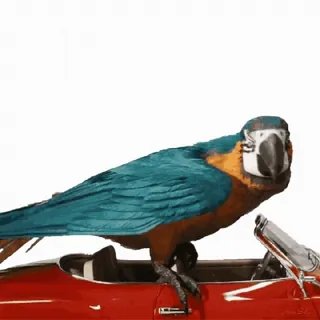 🤣 CONSPIRACY THEORY!!! parrot, macaw, bird, conspiracy theory, car, meme, funny, humor telegram sticker