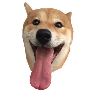 😛 собака, сиба ину, животное, питомец, милый, счастливый, улыбающийся telegram sticker