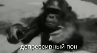 🌟 депрессивный пон macaco, primata, triste, depressão, animal whatsapp sticker