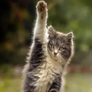 ✋ gato, gatinho, pata levantada, fofo, animal telegram sticker